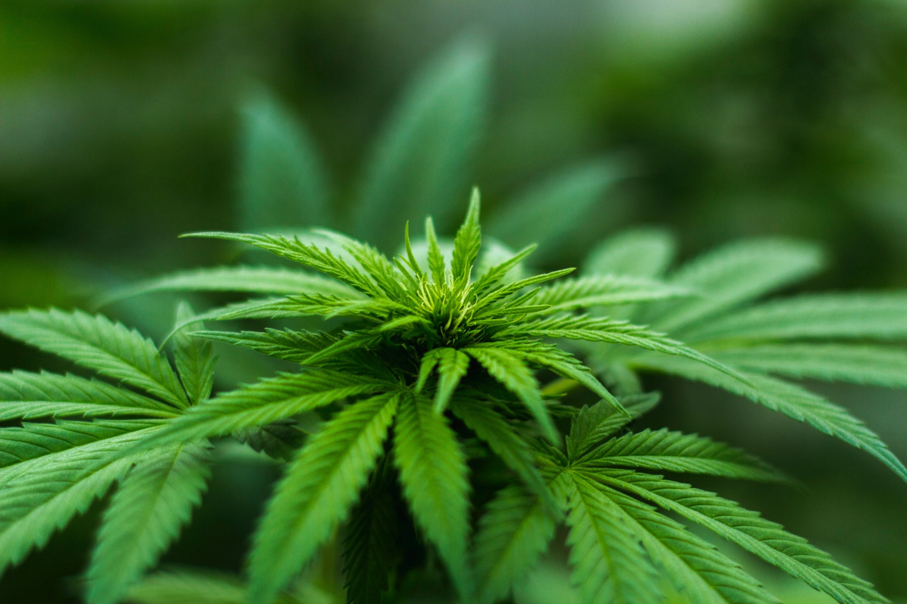 Hemp THC vs. Cannabis THC - What's the Difference?