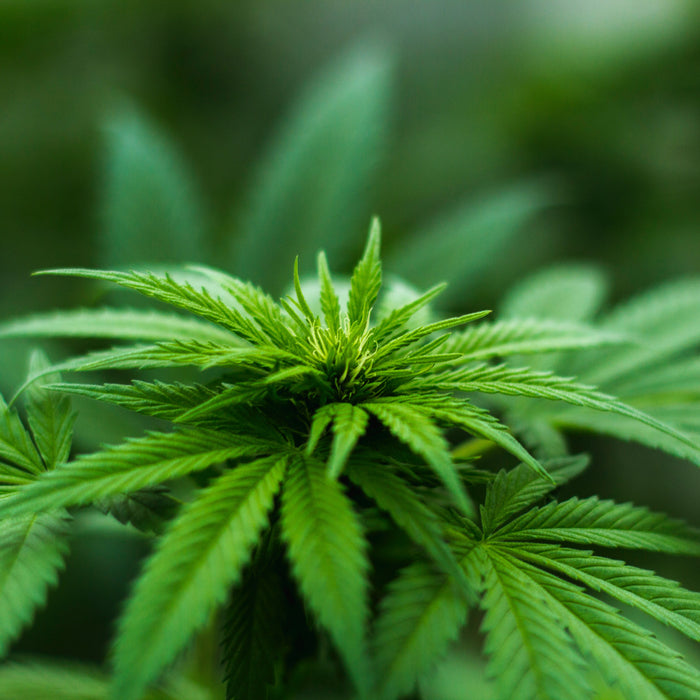Hemp THC vs. Cannabis THC - What's the Difference?