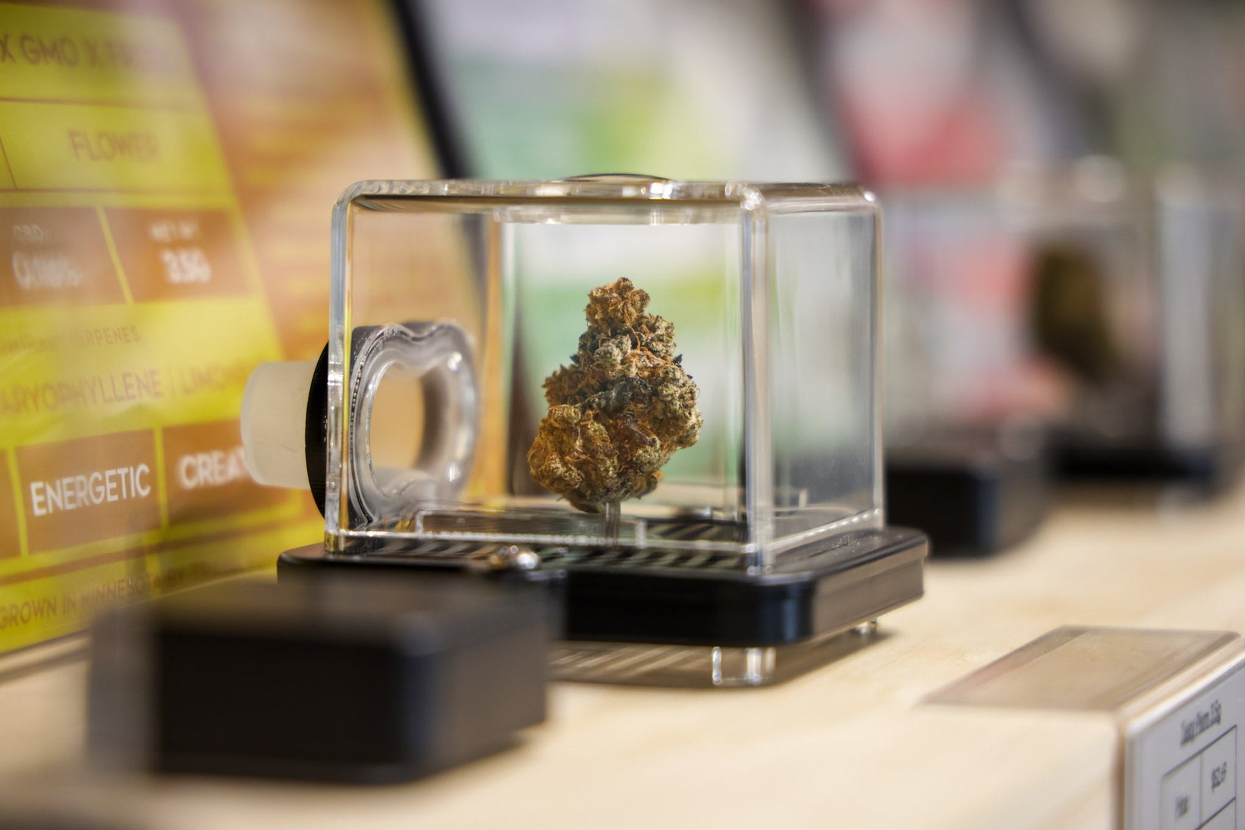 What are the legal cannabis possession limits in Minnesota?