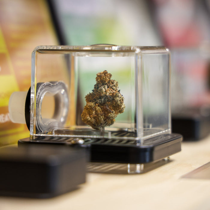 What are the legal cannabis possession limits in Minnesota?