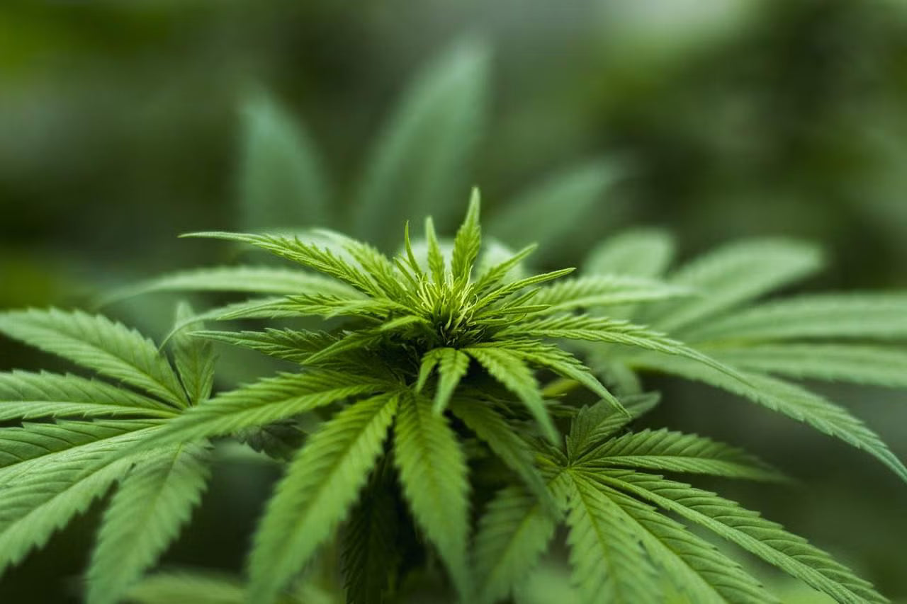 Understanding the different cannabinoids