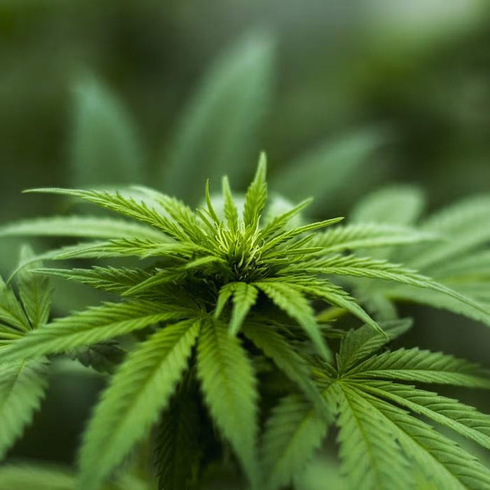 Understanding the different cannabinoids
